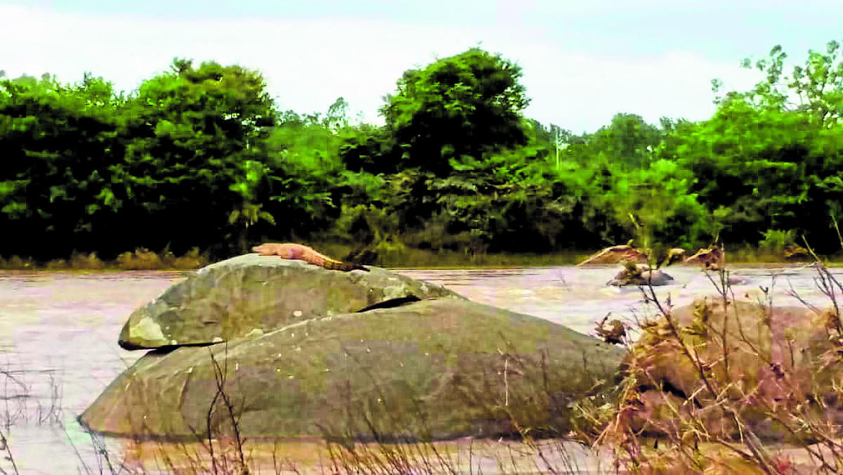 A crocodile spotted on a rock in Cauvery river near Ramanathapura in Hassan district on Sunday. DH PHOTO