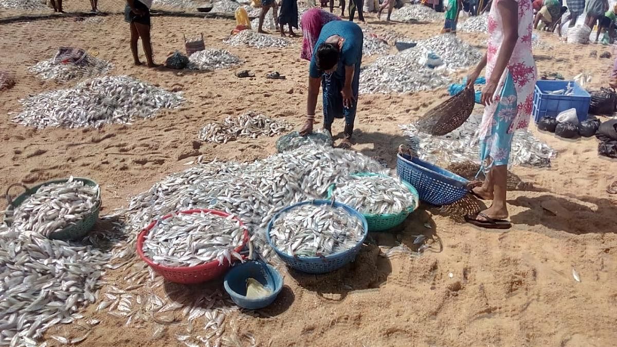 Silver fish washed to the shore at Amasekariya in Hejamady on Wednesday.