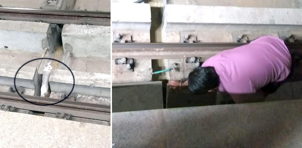 Namma metro staff struggling to rescue a cat running around the tracks at Jalahalli metro station. Trains were deferred by five minitues at both the sides, rescue operation is being carried out during the waiting period.