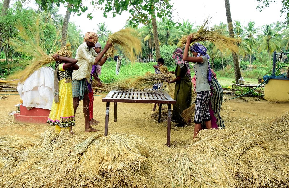 According to a global analysis by Environmental Defense Fund (EDF) in the US, methane and nitrous oxide emissions from rice farms could have the same long-term warming impact as about 600 coal plants. (DH file photo)