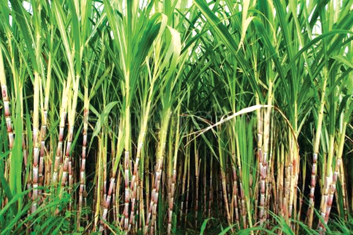 The decision of the Cabinet Committee of Economic Affairs is expected to help sugar mills saddled with surplus stock of the sweetener to divert the cane juice for ethanol production. Representative image.