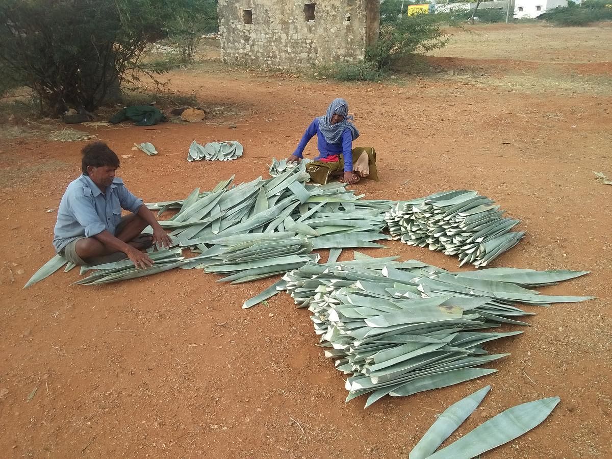  Residents of Kurudi Lambani Tanda arranging agave leaves; feeding the leaves to machines.photos by author