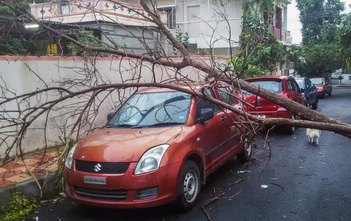 During a sudden downpour on Sunday, a tree was uprooted, leaving a car damaged at Kanteerava Nagar.