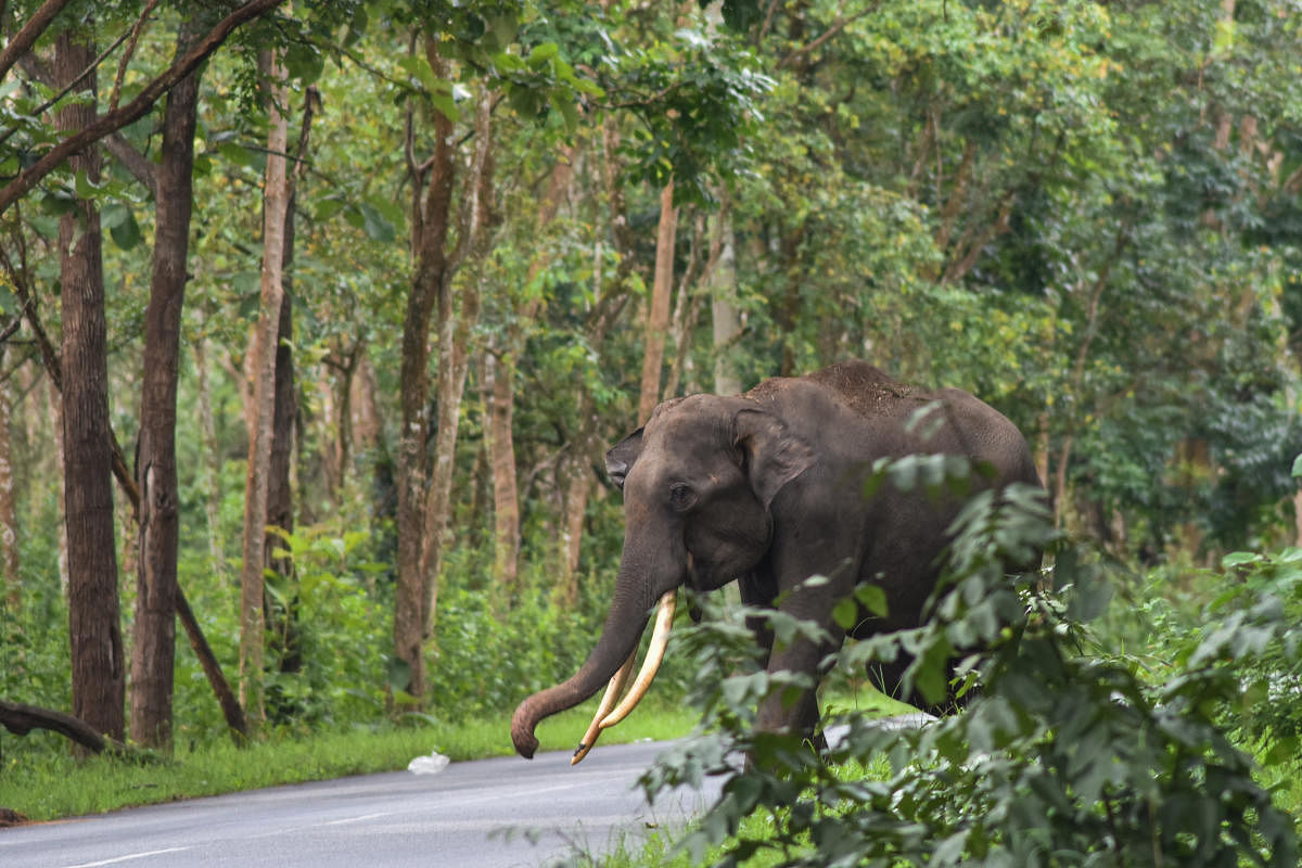 Elephants have been increasingly straying into human habitation in Karnataka. DH FILE PHOTO