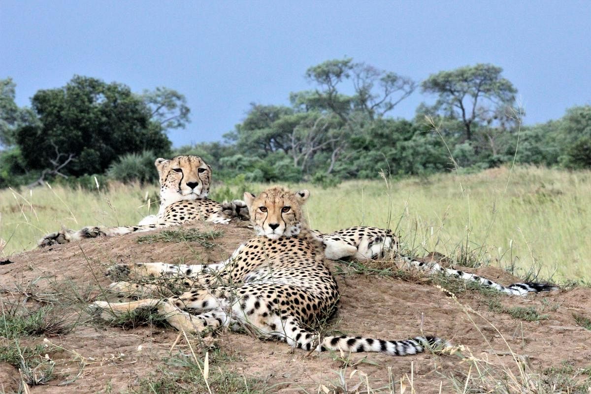 Savannah's residents.Photo by author