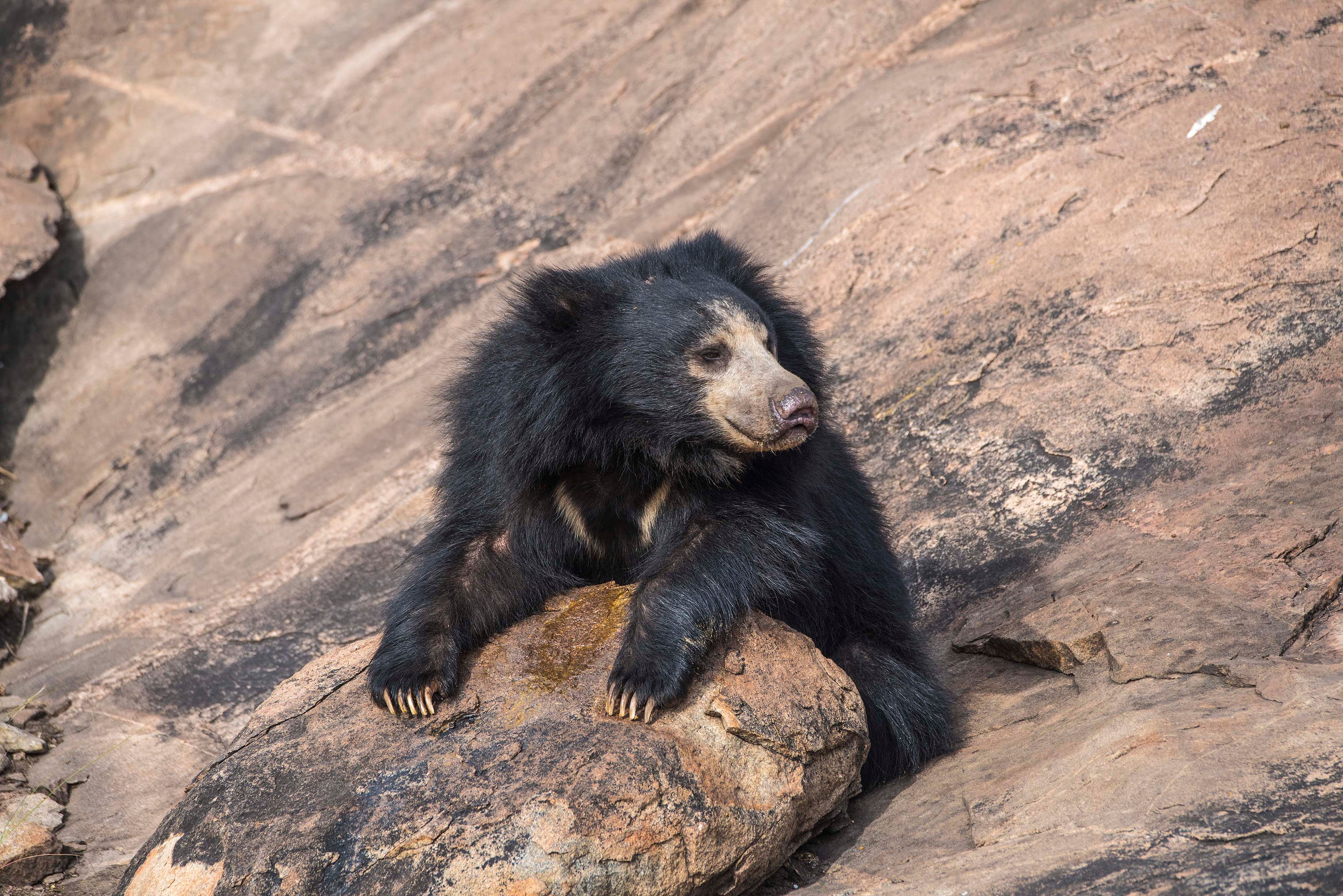 A bear in Daroji Sloth Bear Sanctuary