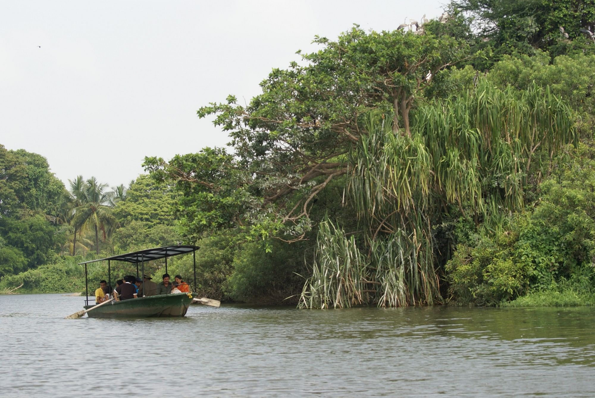 A boat safari in Ranganathittu Bird Sanctuary