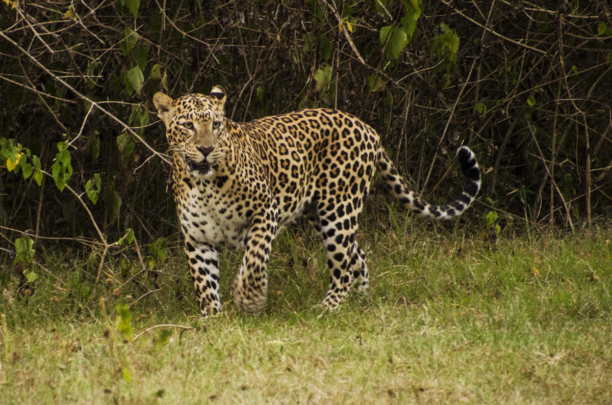 A leopard in Bandipur National Park