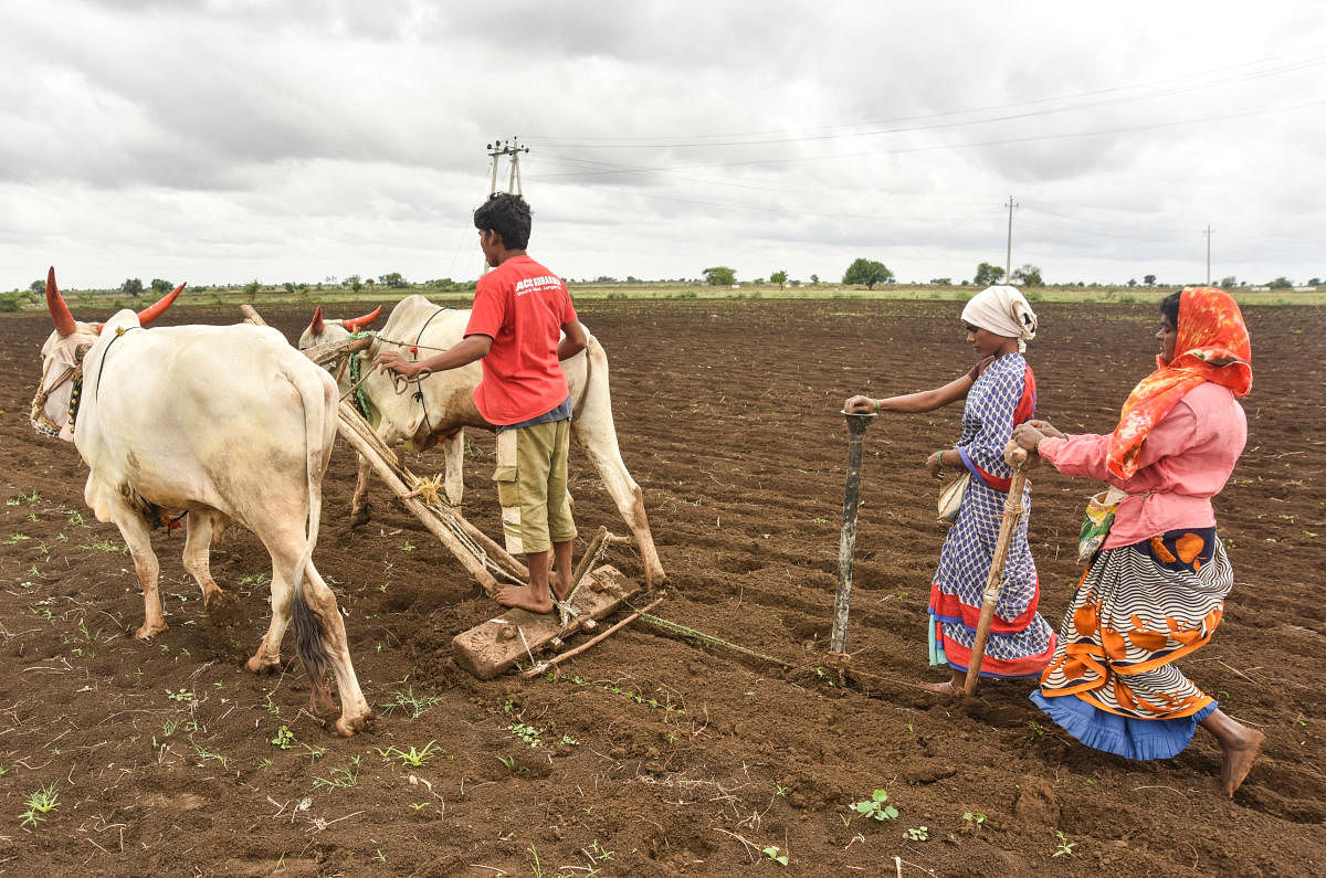 Farmers plough and sow green gram seeds near Bhosga village on Aland Road in Kalaburagi taluk. DH Photo/ Prashanth HG