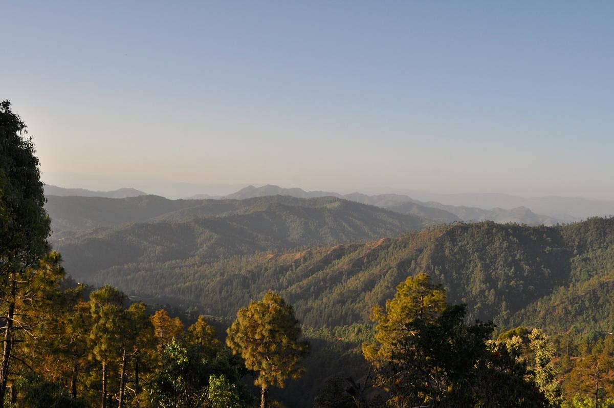 A view of the forest in Kumaon