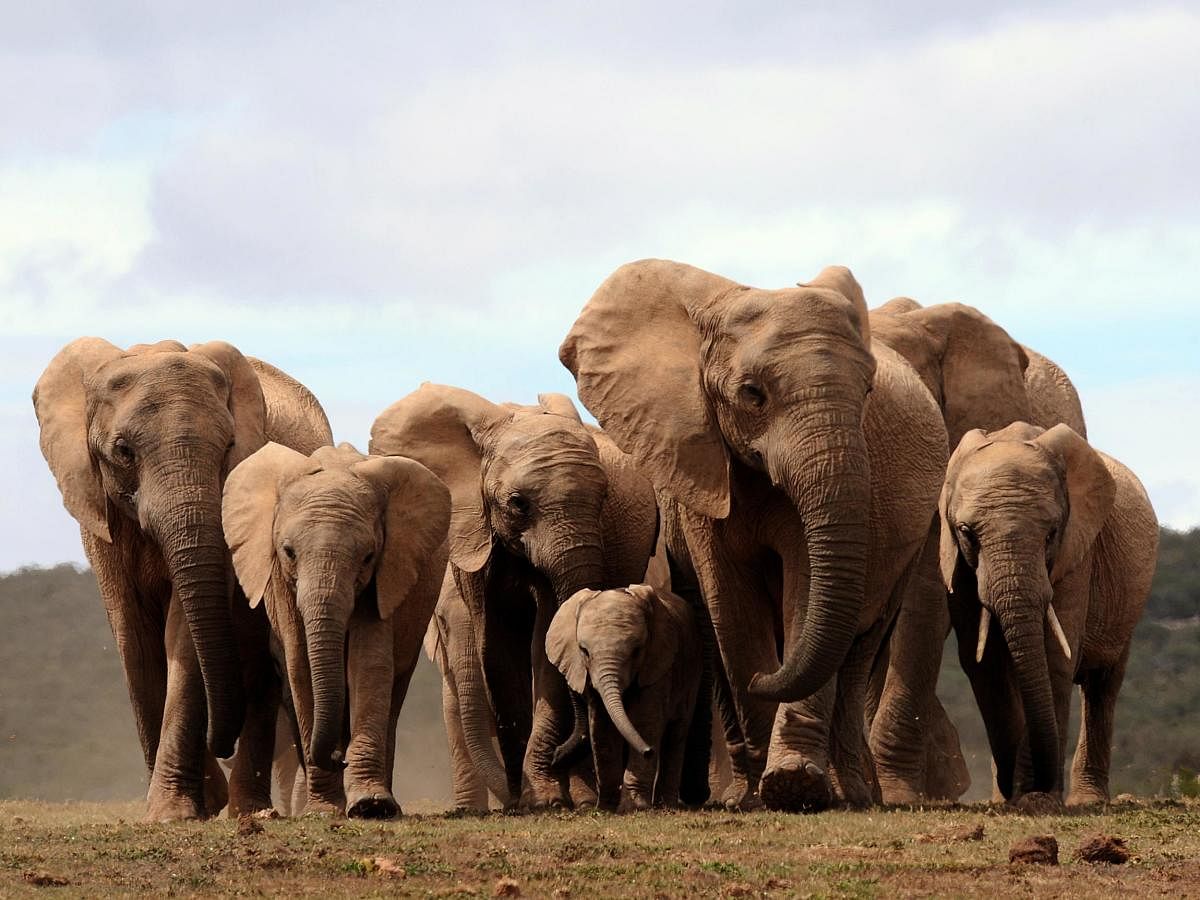 The judges also asked the pleader to find out from the state forest department and Hindu Religious and Charitable Endowments department, which administers a large number of temples, whether rules permitted the temples to keep elephants.