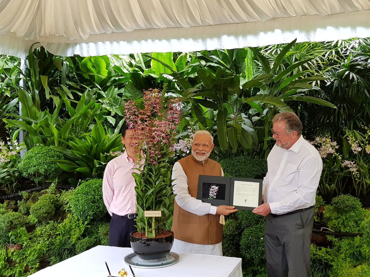 The new flower will be known as Dendrobium Narendra Modi. (Twitter/@MEAIndia)