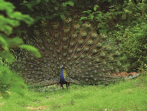 Bird Habitat at Sunder Nursery