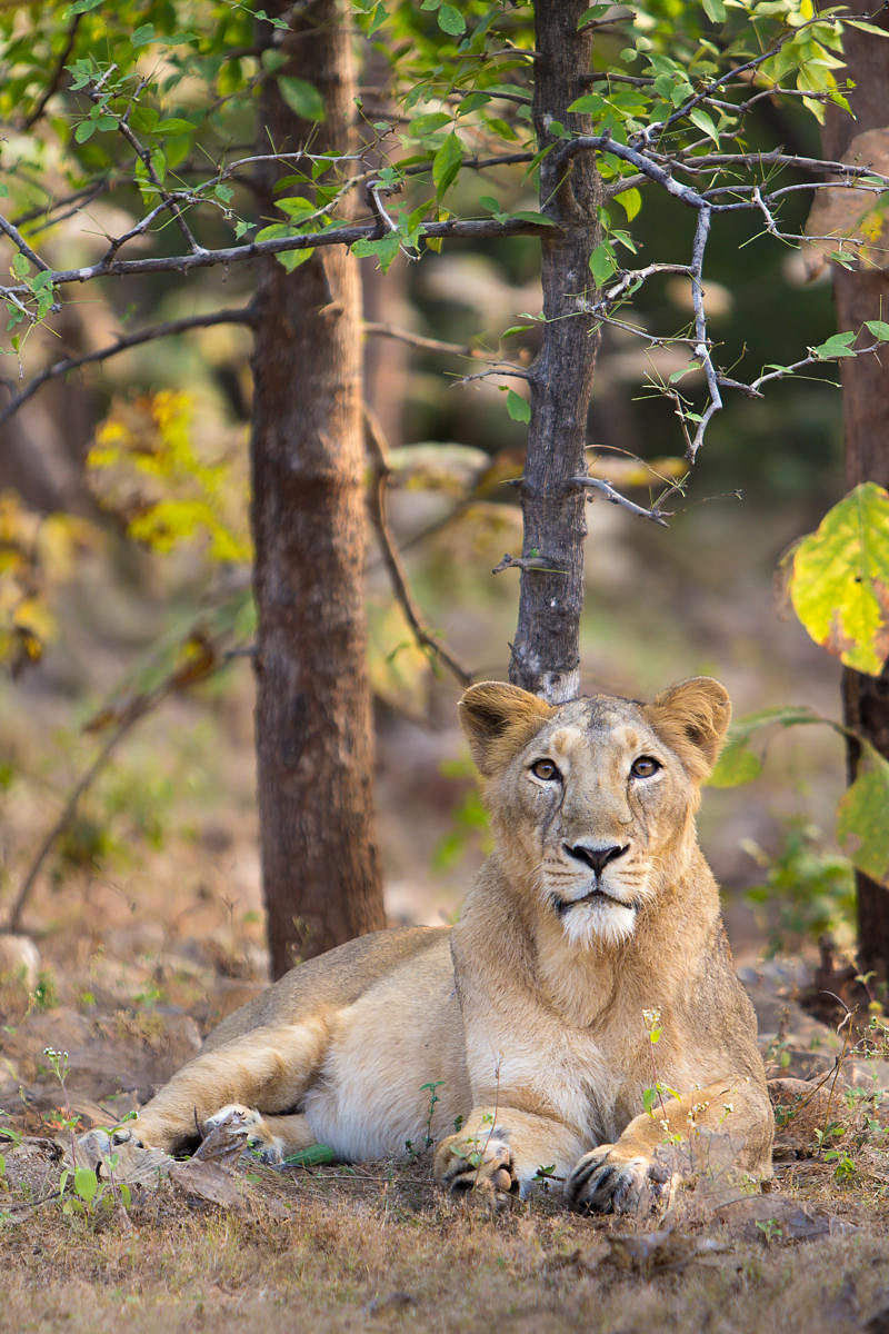 The forest officials have also shifted five mature lions from the Dalkhania and Jashadhar ranges to other parts of the National Park to avoid any more deaths in the region.