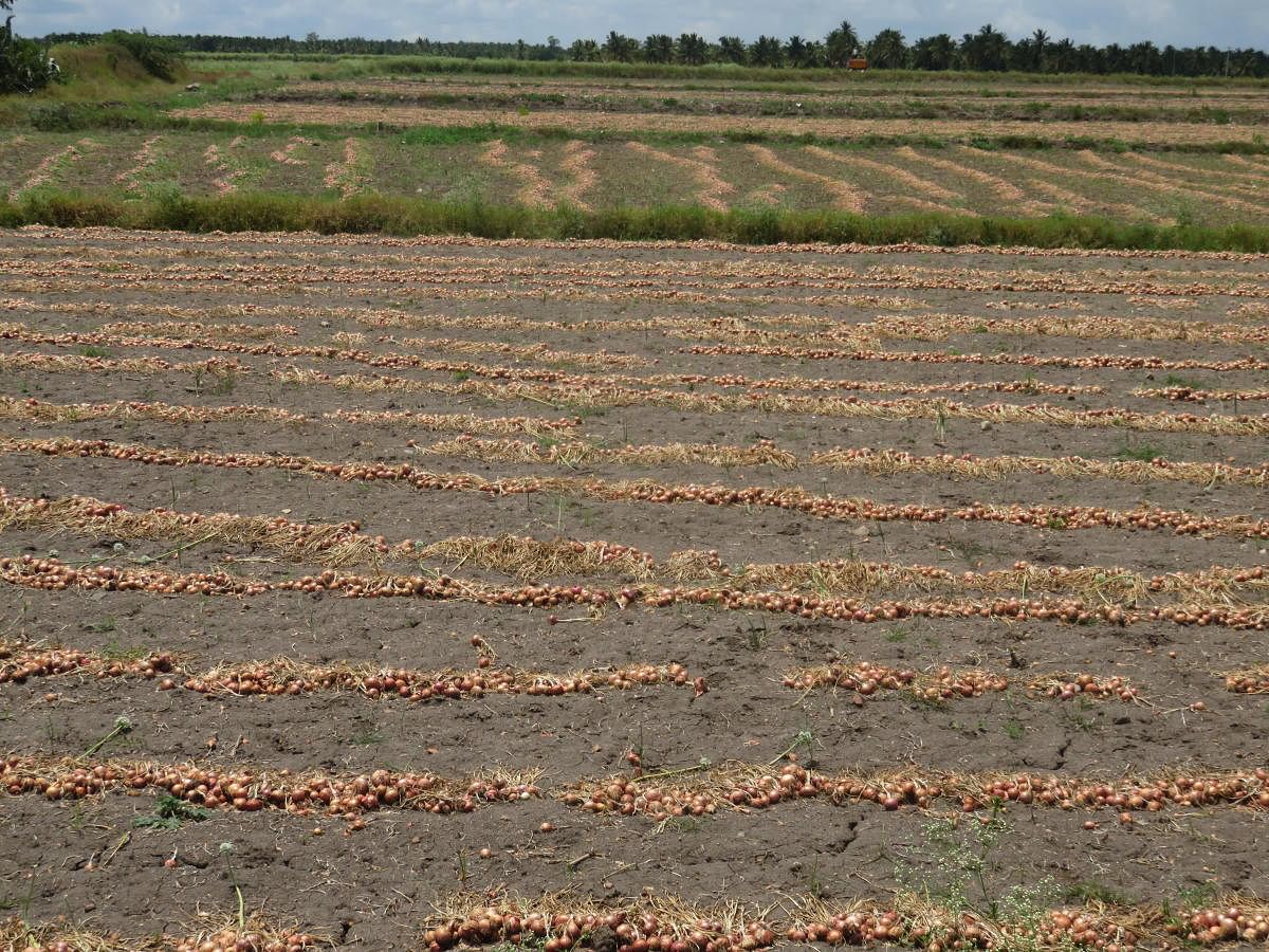 Onion cultivated on Basooru Kaval land.