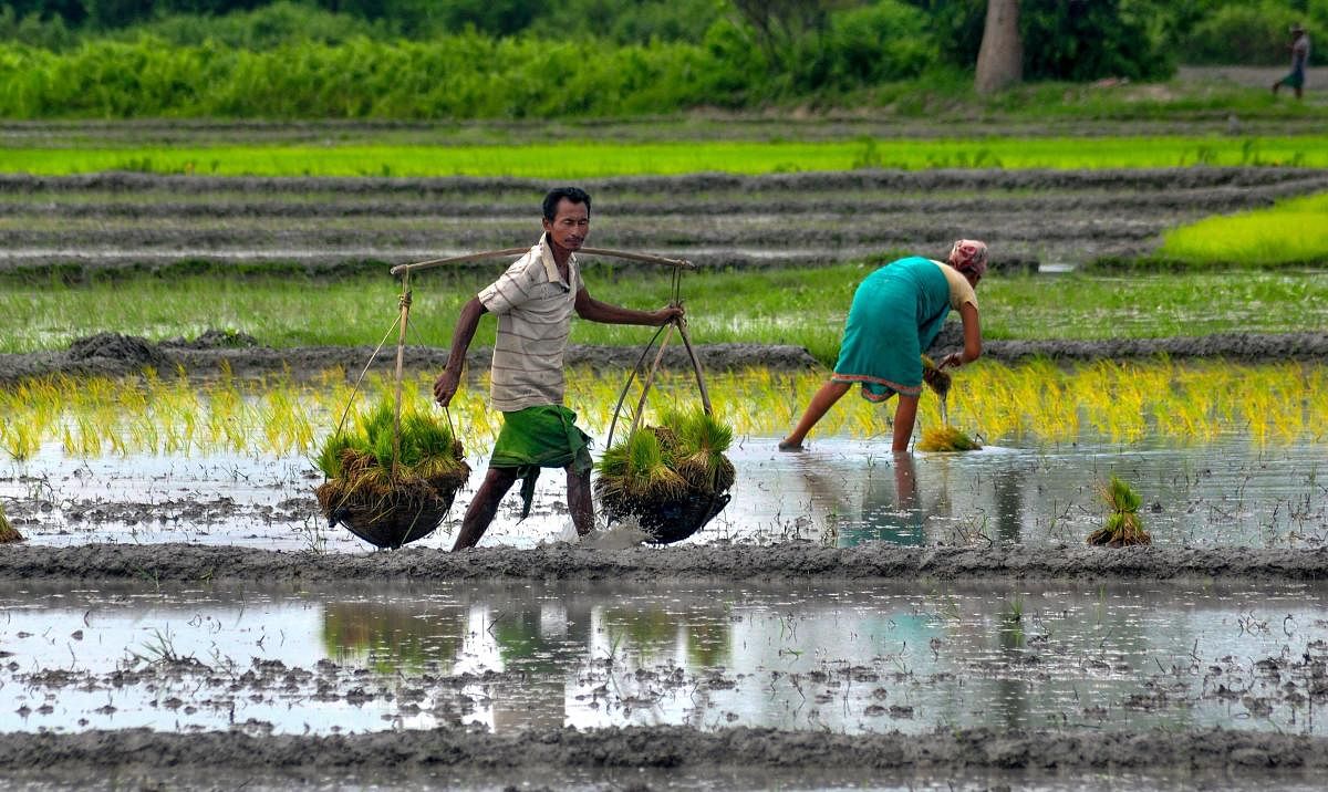 The agriculture ministry issued the first advance estimates of major Kharif crops for 2018-19 on Wednesday, which shows a year-on-year rise of 1.74 million tonnes in rice production to 99.24 million tonnes and of 1.23 million tonnes in maize to 21.47 mill