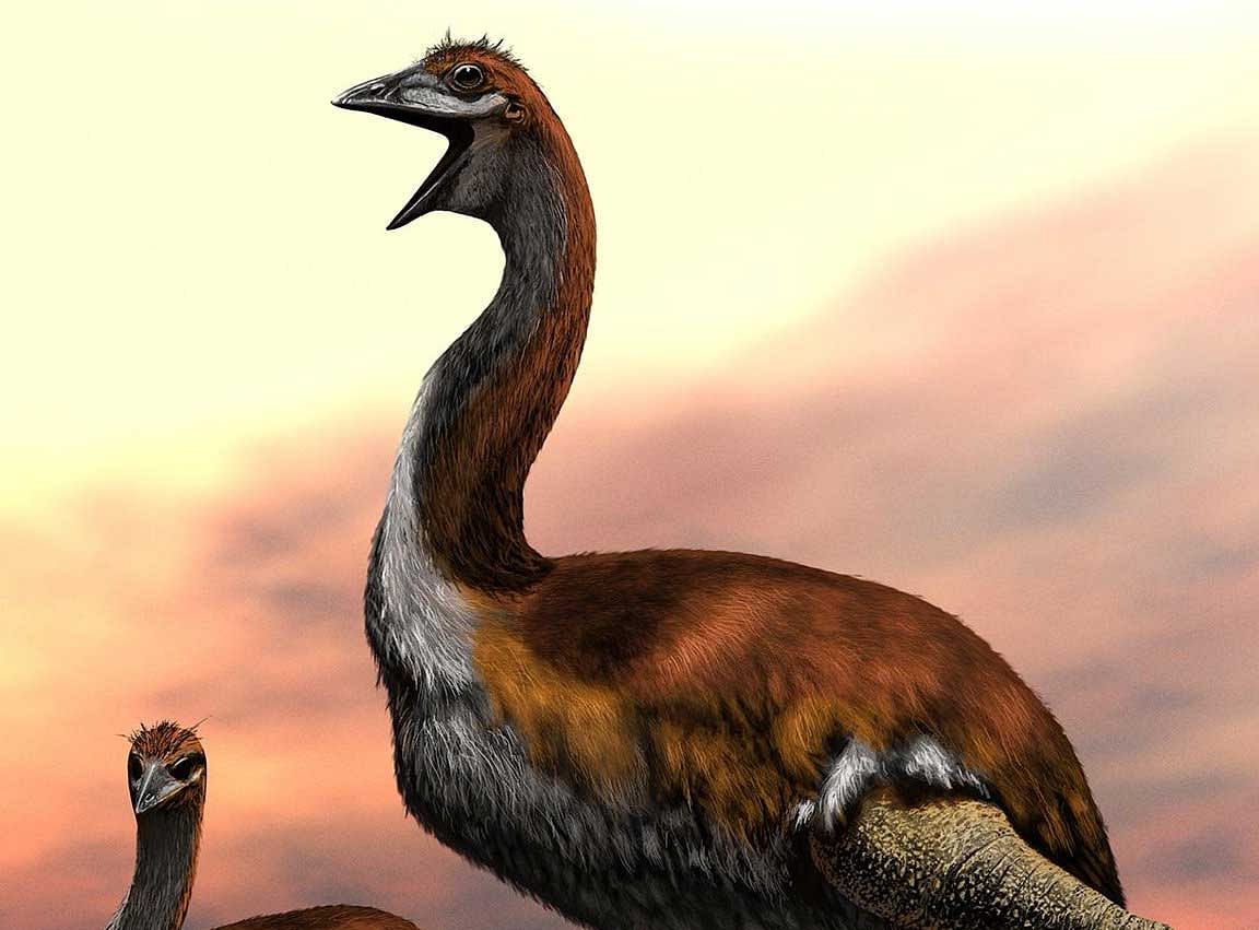After decades of conflicting evidence, scientists said on Wednesday they have finally put the 'world's largest bird' debate to rest, conferring the title on Vorombe titan -- an extinct Madagascan species which was three metres tall and weighed up to 800 kg. Image courtesy/ twitter 