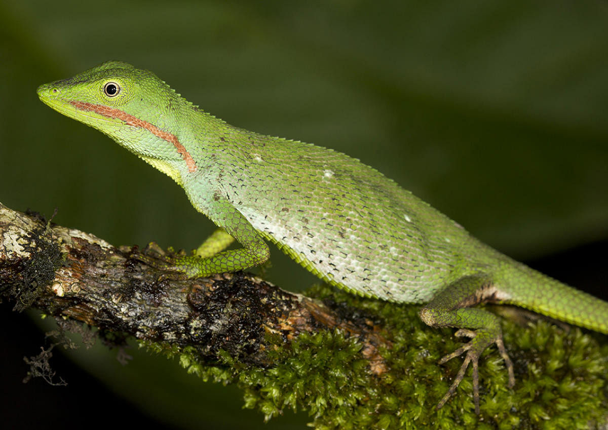Microauris aurantolabium, one of the new species of lizard found at Western Ghats.