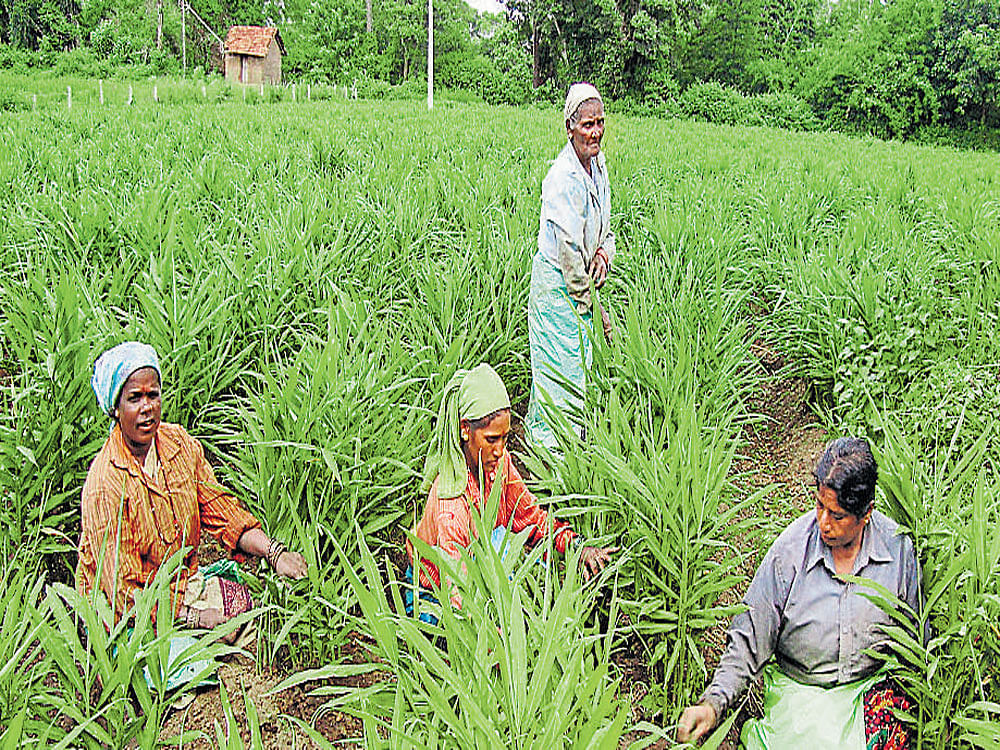 The crop survey will help the government to compile accurate information on crop production and assess crop loss. (DH File Photo)
