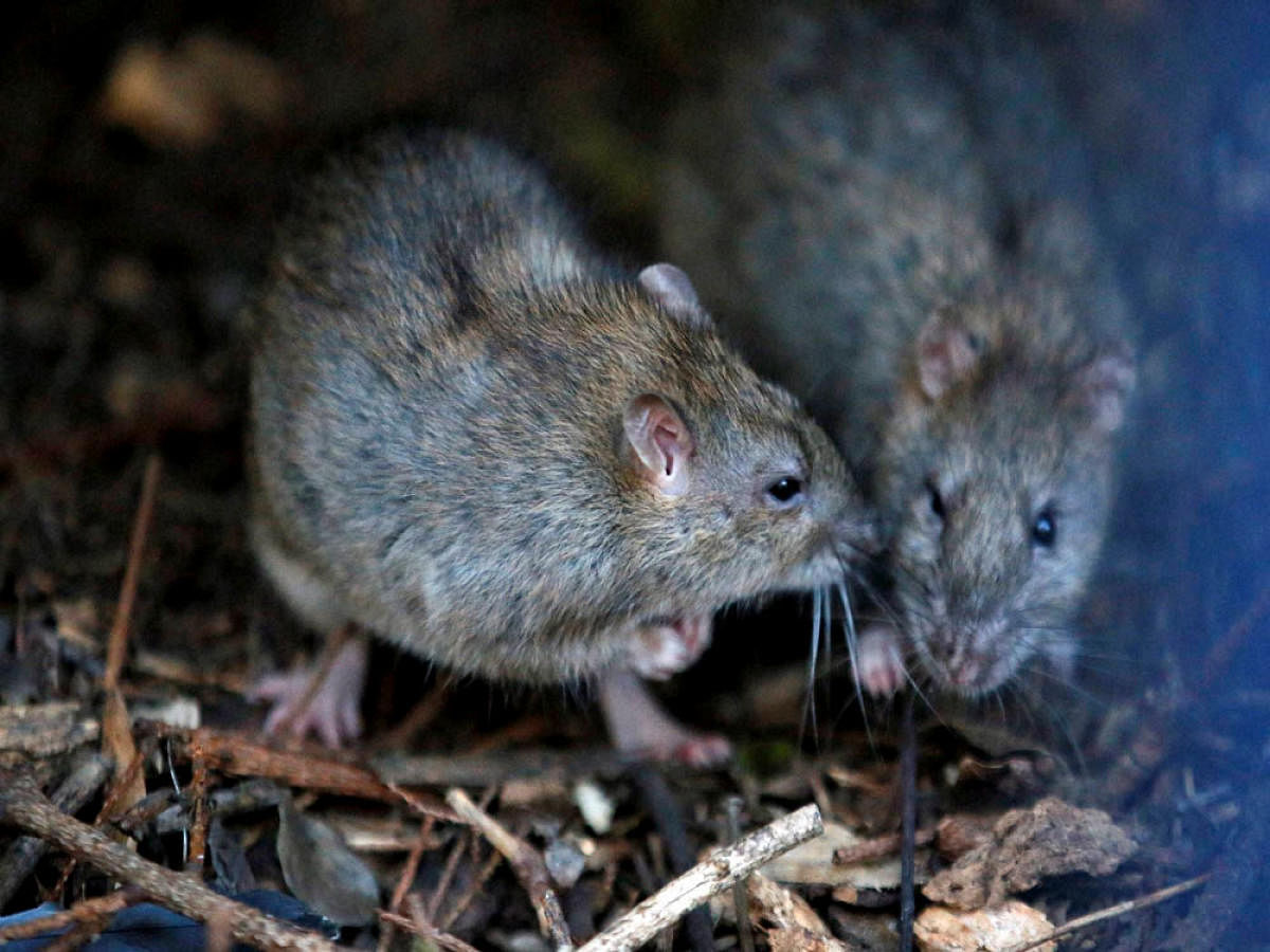 The man lived in a housing estate where there were signs of rat infestation outside his home. AP/PTI Photo