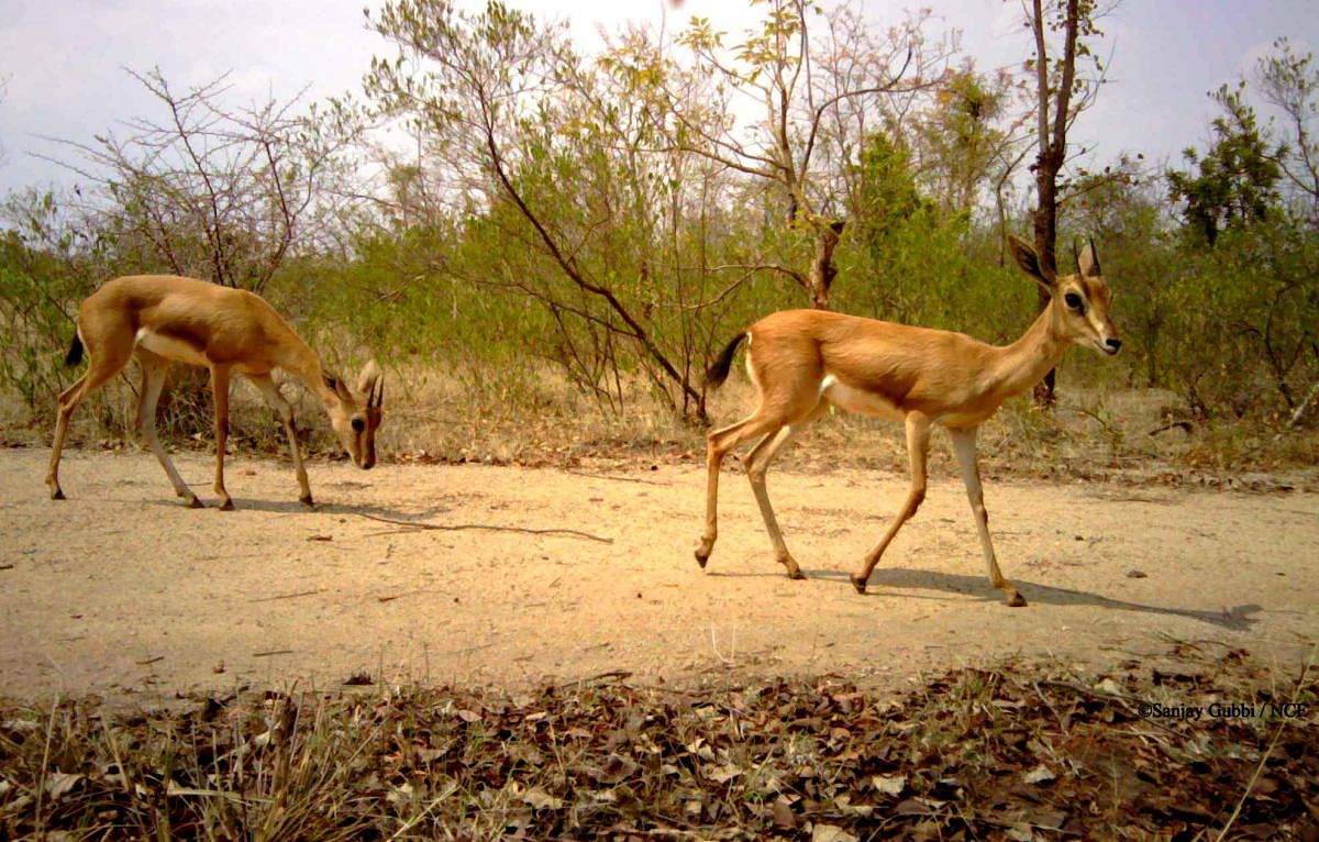 Chinkaras at the Bukkapatna forests in Sira taluk. Conservationist Sanjay Gubbi of Nature Conservation Foundation has recorded the deer species in the grasslands of Sira and Chikkanayakanahalli taluks. DH FILE PHOTO