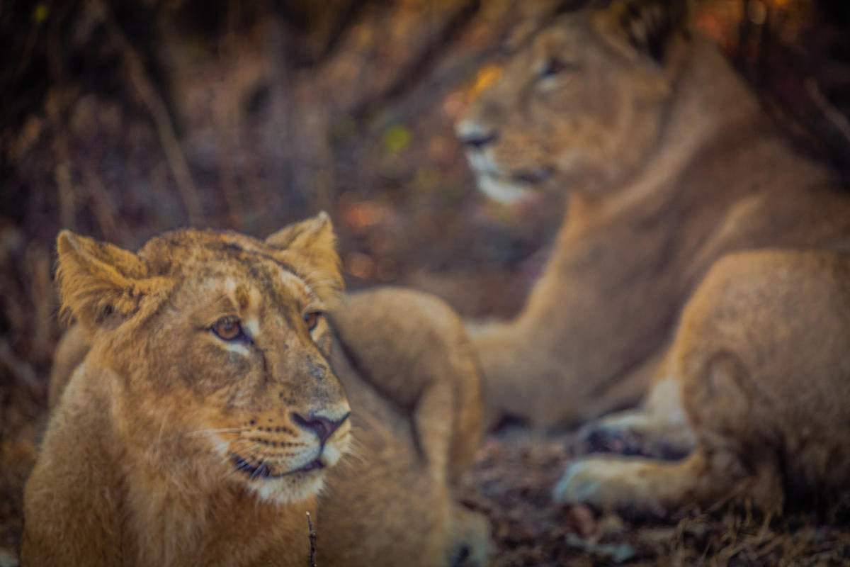 Asiatic lions in Gir Forest National Park, Gujarat