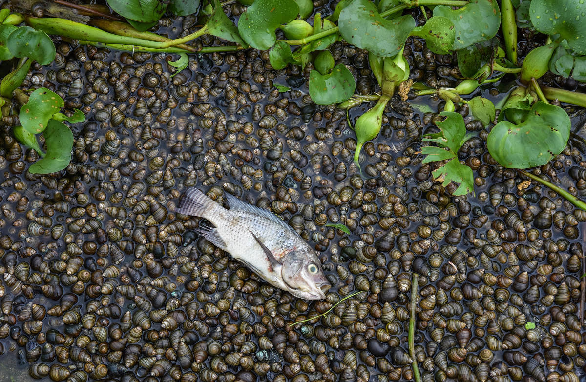 Dead fish and snails in the Madiwala Lake. DH photo