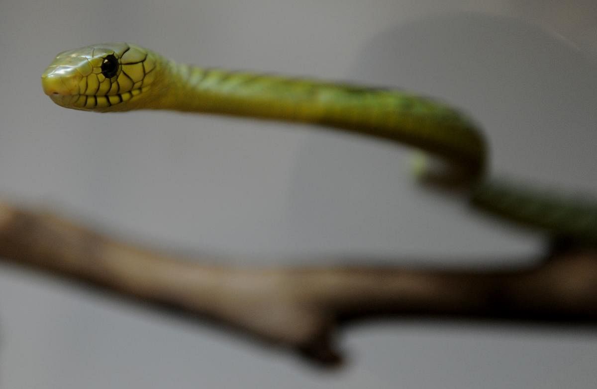 A venomous West African Green Mamba snake. AFP file