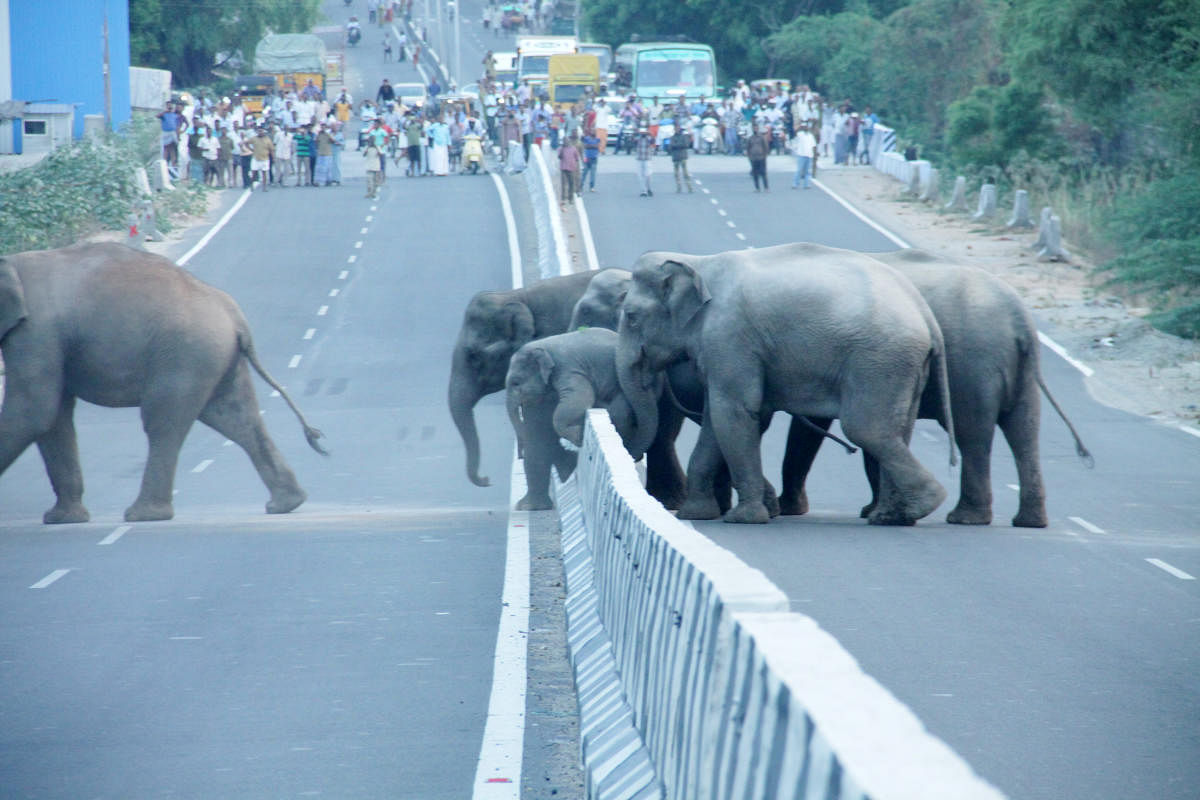 Highways through wildlife habitats impede movement of  animals. Photo by T Gunasekaran