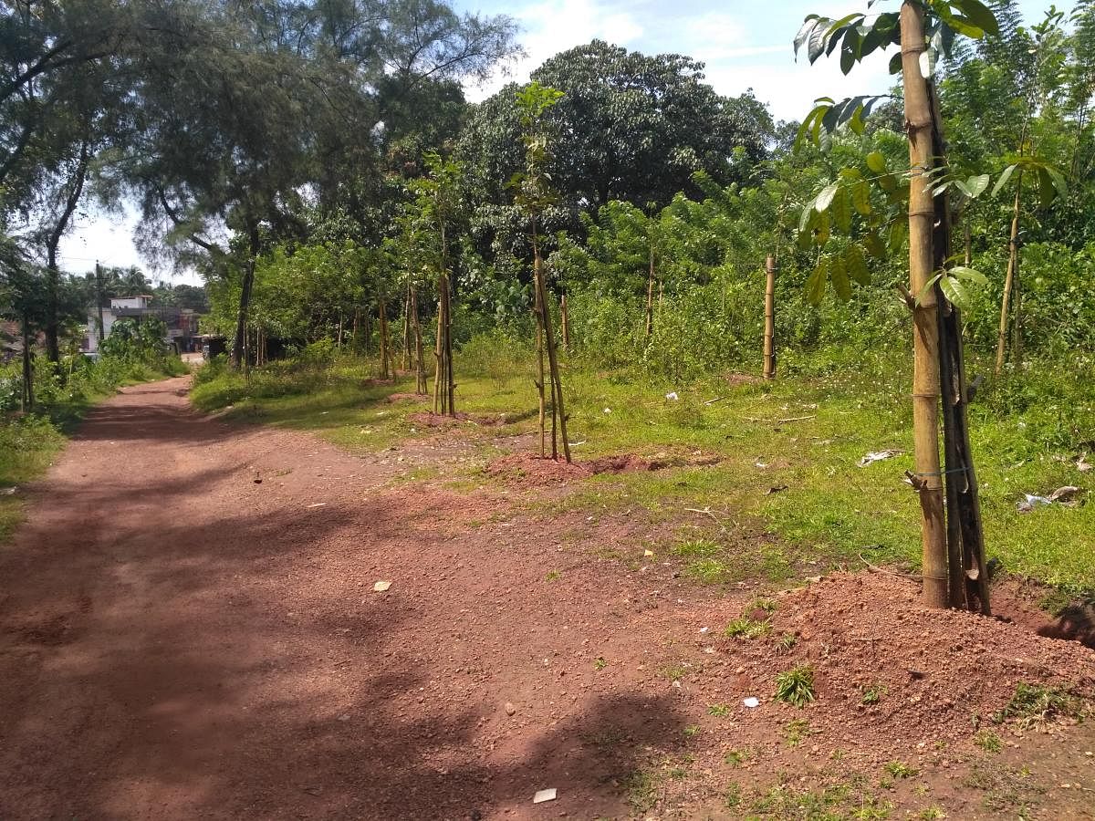 Saplings planted beside a road in Dakshina Kannada by the Social Forestry Department.