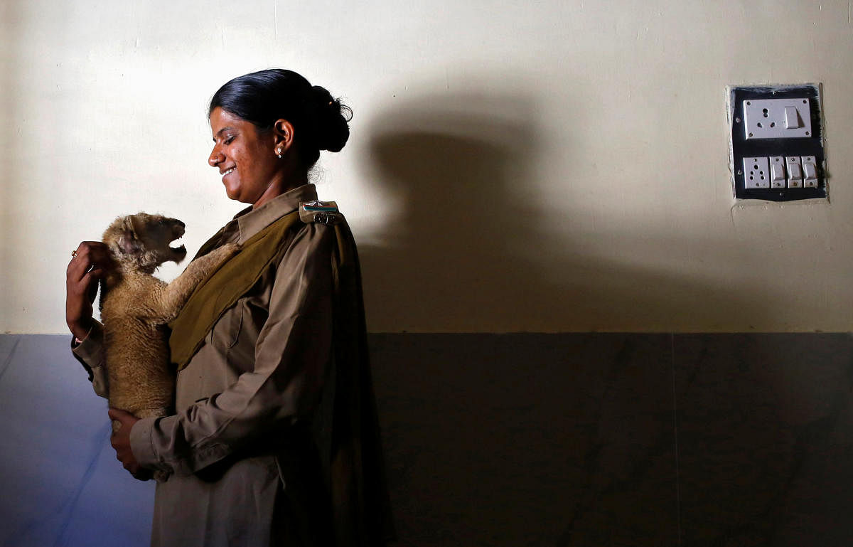 Forest guard Rashila Ben holds a lion cub inside an animal hospital located in the Gir National Park and Wildlife Sanctuary in Sasan. Reuters file photo