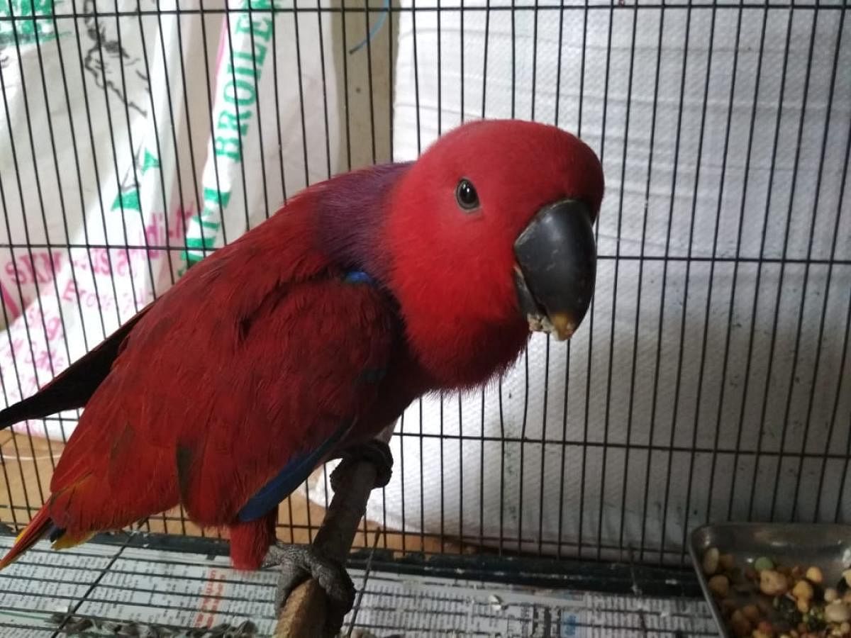 The scarlet macaw that was confiscated by the DRI.
