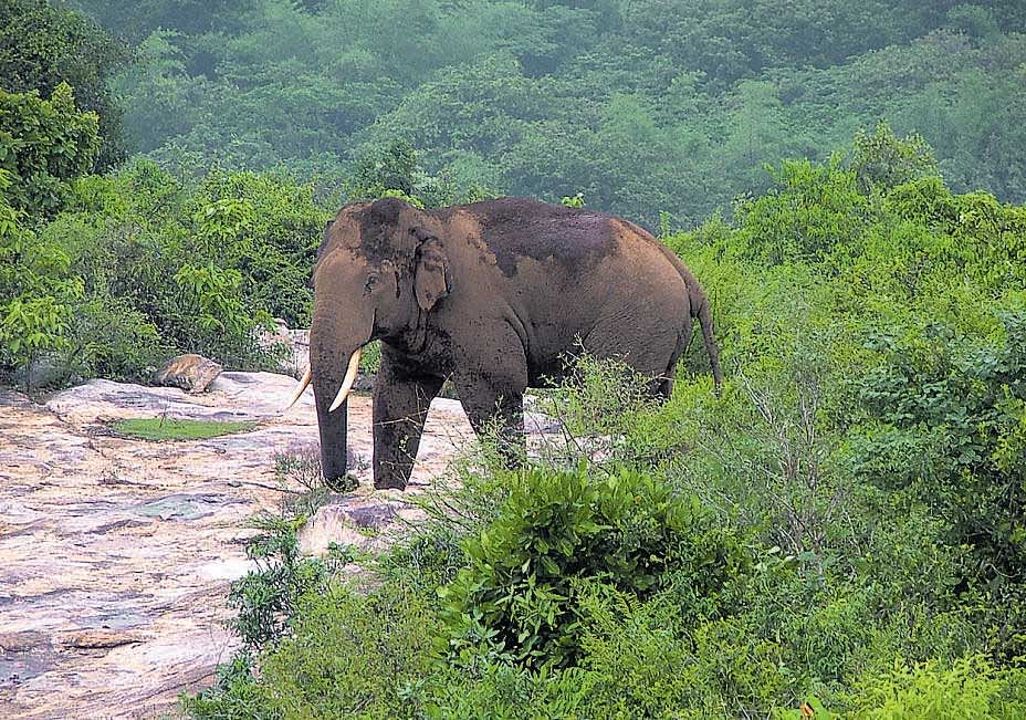 With the death of elephant Ranga, the demand for shifting jumbo camps outside the forests has grown stronger. 