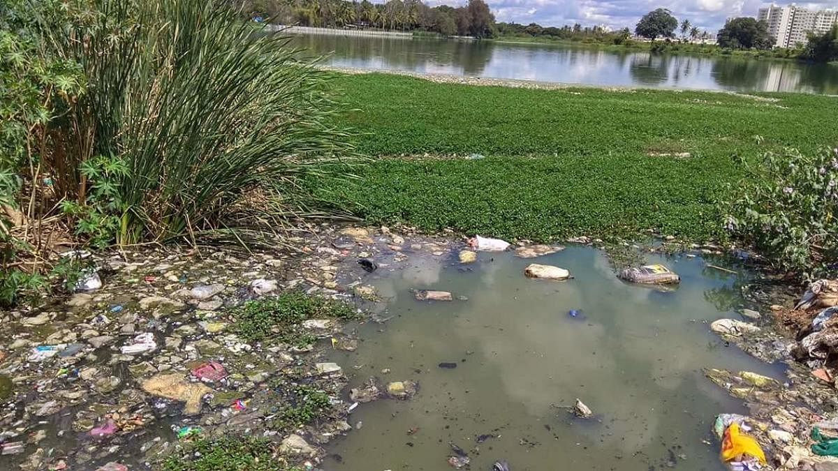 Regular walkers across the lake complain about the foul smell emanating from the garbage mounds and meat waste. And, adding to their woes is the mosquito menace. 