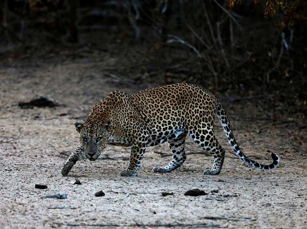 On several occasions, leopards that were housed at the BBP have escaped by scaling the fence and leaping over it. Reuters file photo