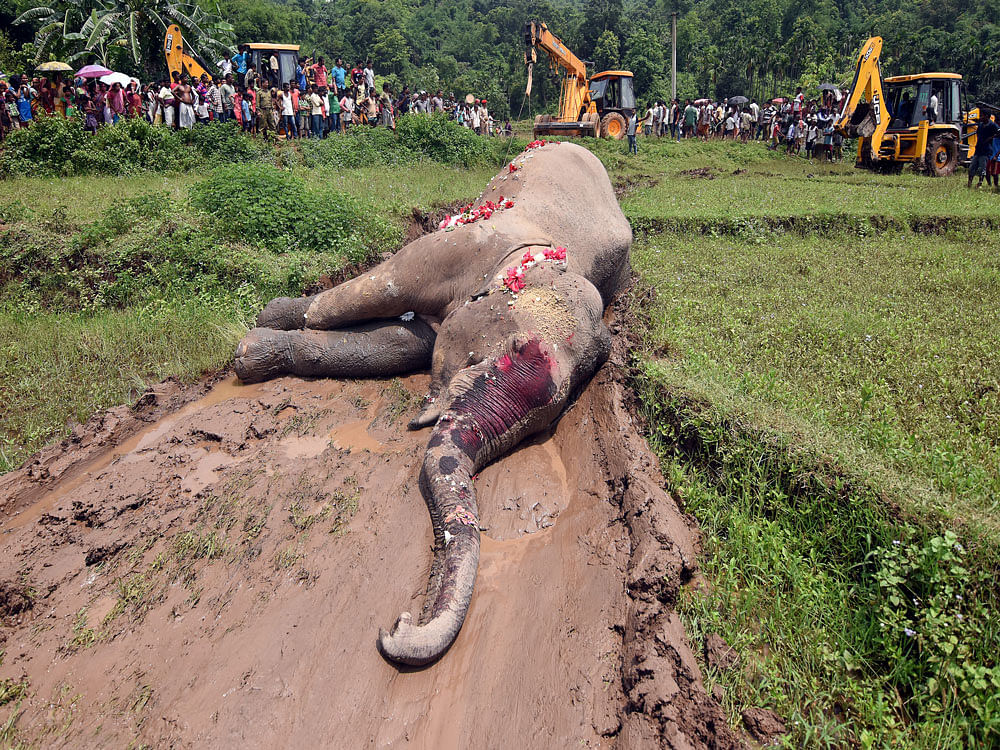 A female elephant, Maithili, died of a heart attack on Tuesday at Dubare elephant camp. PTI file photo for representation only