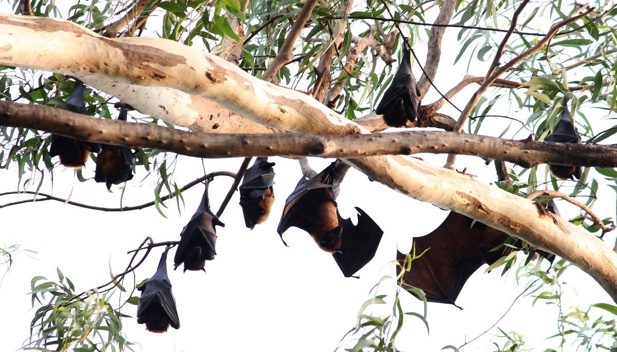 Bats on a tree at the KIMS premises in Hubballi.