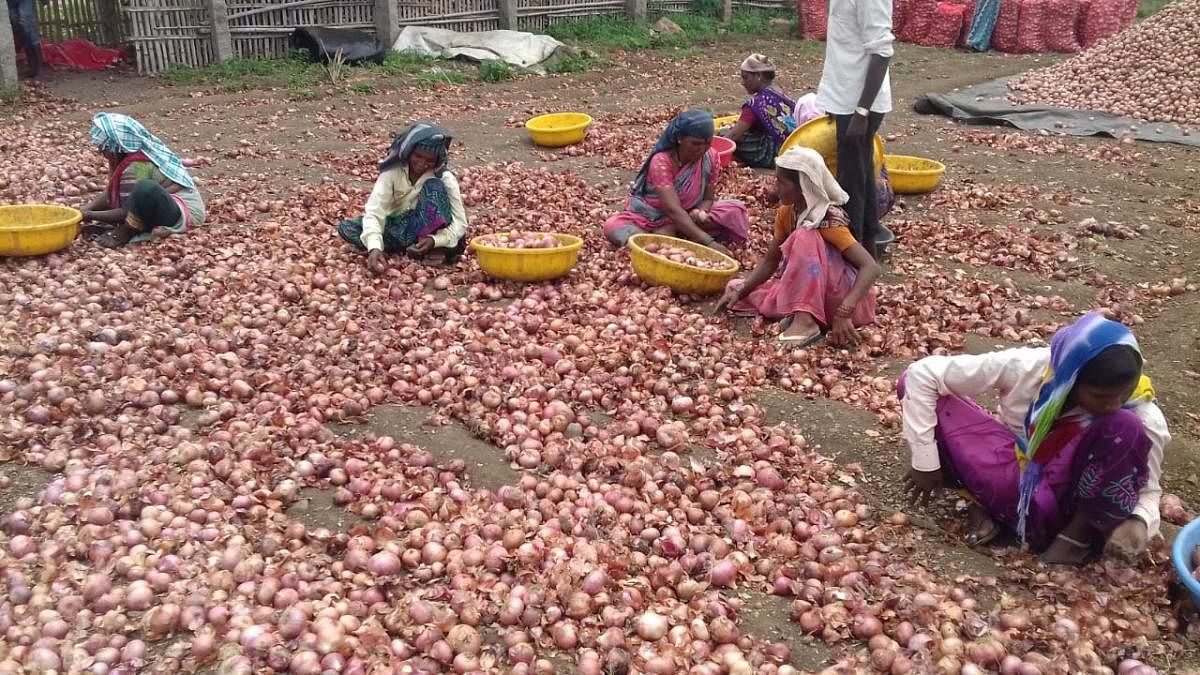 Workers separate onions in good condition from rotten ones at a stocking yard in a village of Vijayapura district. dh photo