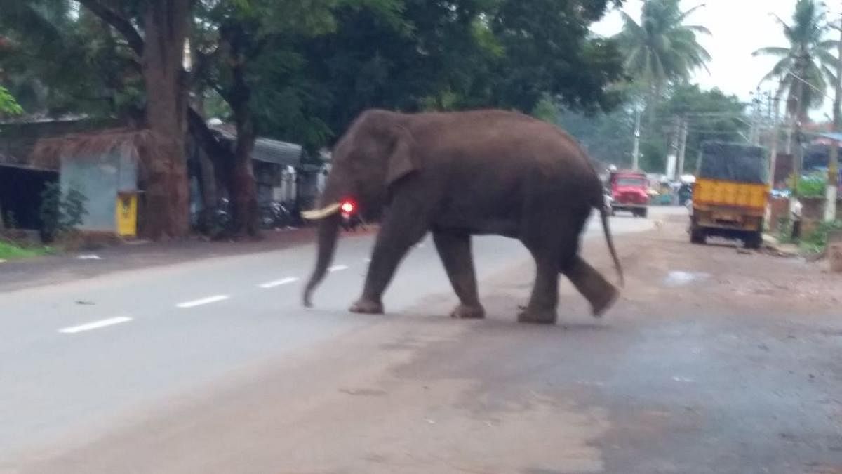 The elephant, however, did not cause any damage to lives and property police said.