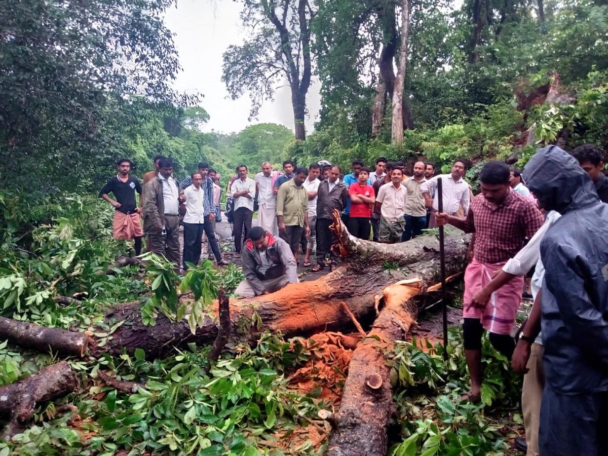 Home Guards, Forest Department officials and citizens struggle to remove a tree that fell on the road at Kumbhakkodu in Aletti of Sullia taluk, blocking traffic.