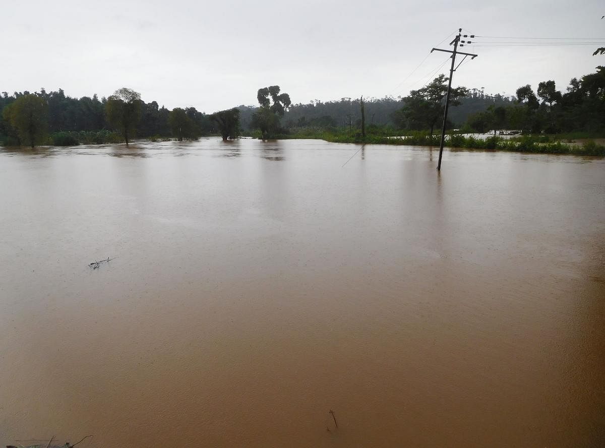 Paddy fields have been inundated at Ramakkanahalla in Mudigere taluk.