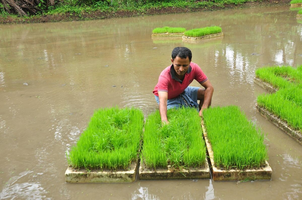 Vijay Kundar Ullal with the paddy seedlings being grown on thermocol boxes.