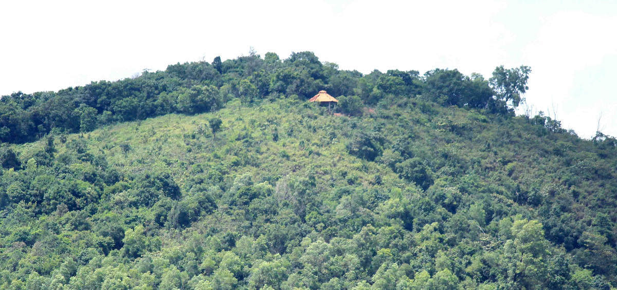 A view of Karnangeri betta, where the tree park will come up.