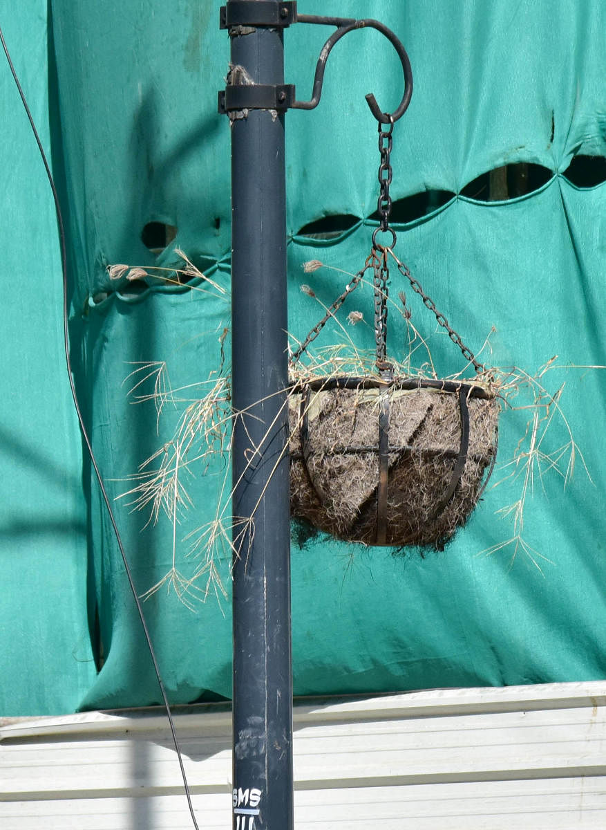 Withering’ heights: A hanging bio pot with dried up plants on a stretch along Residency Road in the city. DH PHOTO/ BH SHIVAKUMAR