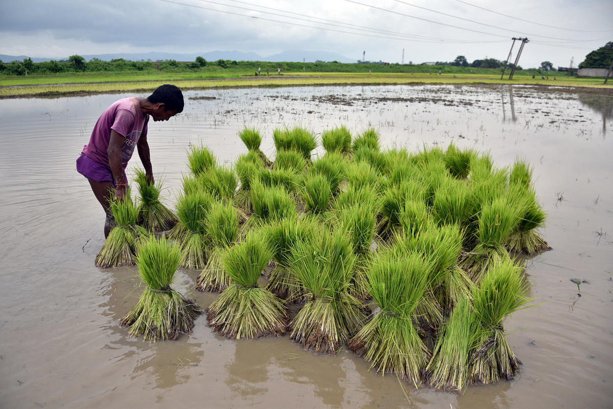 A farmer gathers saplings to be planted at a paddy field in a village in Nagaon district, in the northeastern state of Assam. (Reuters Photo)