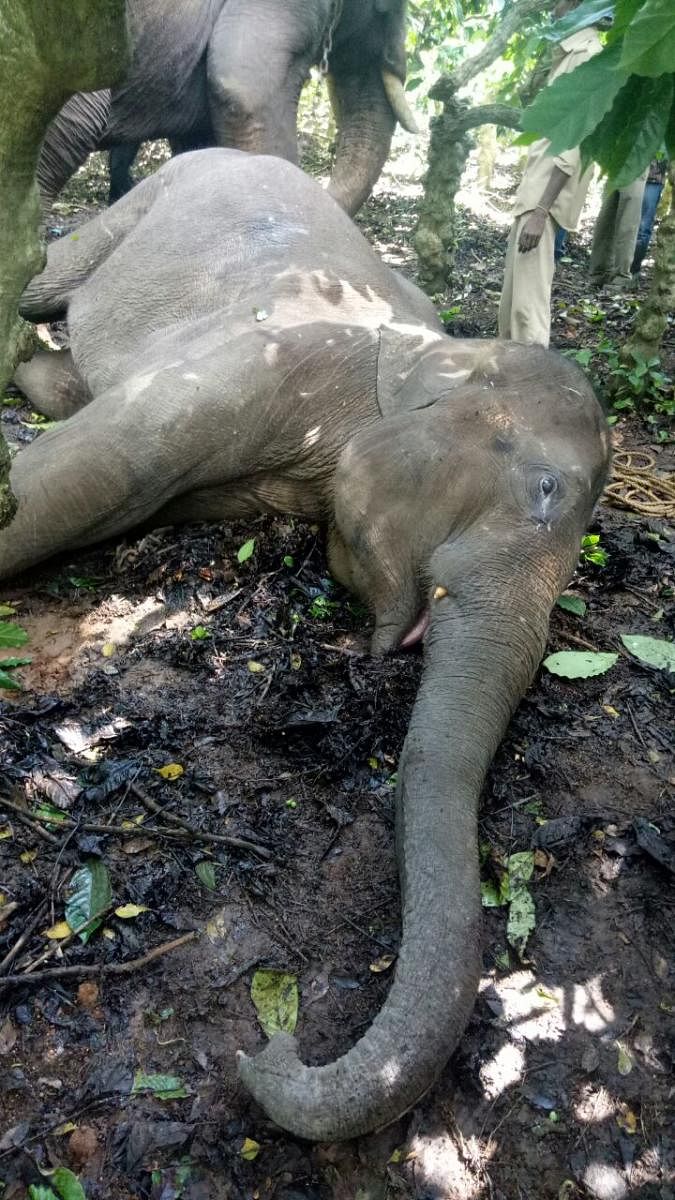 The body of the dead elephant at Pallakere coffee estate near Siddapura.