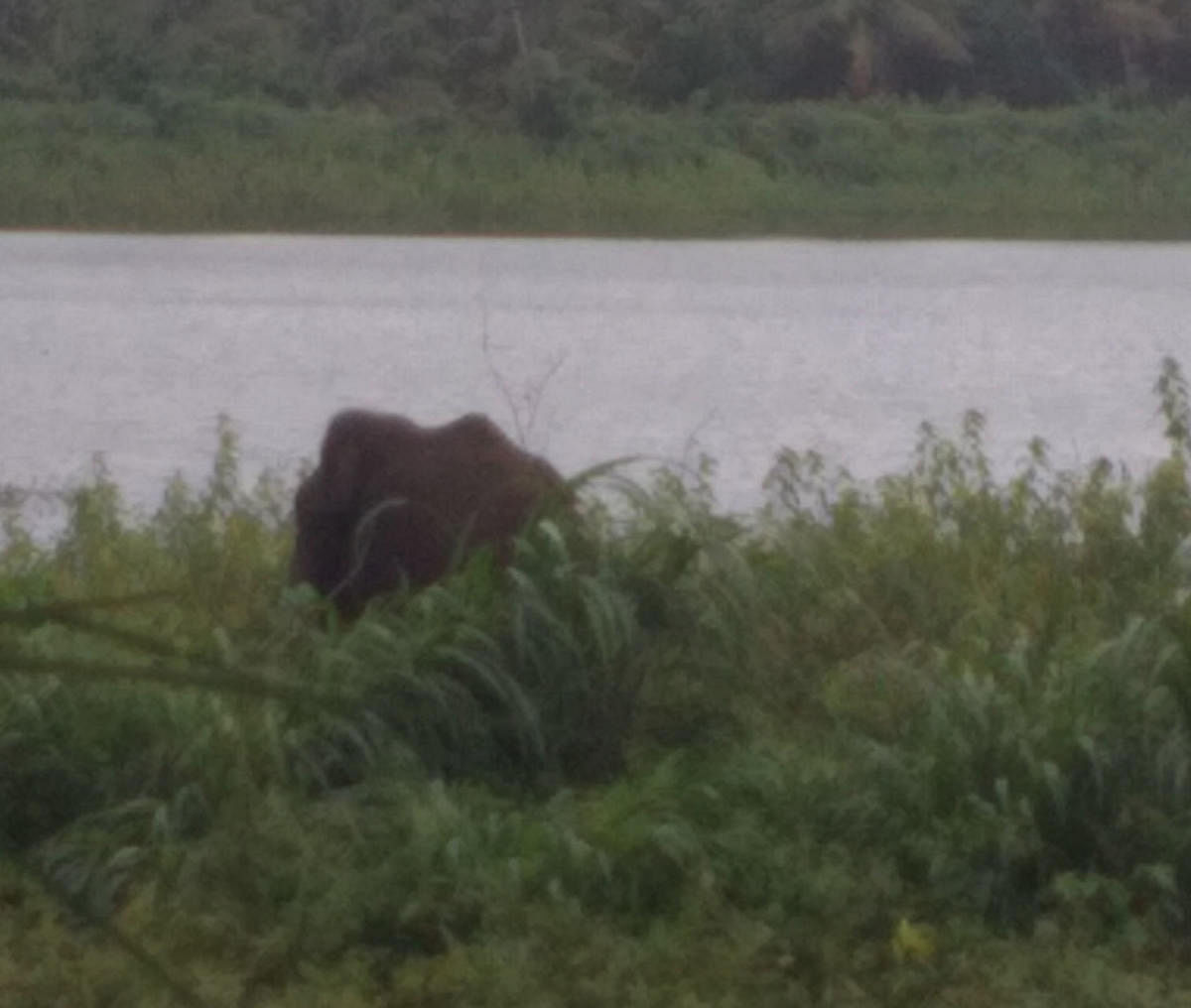 A wild elephant was spotted at Hirekaturu village in Tarikere taluk, on Monday.