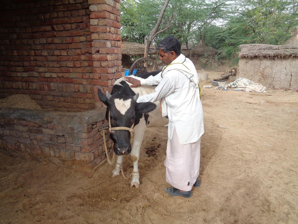 A dairy farmer in a village of Nuh, in the Mewat region.