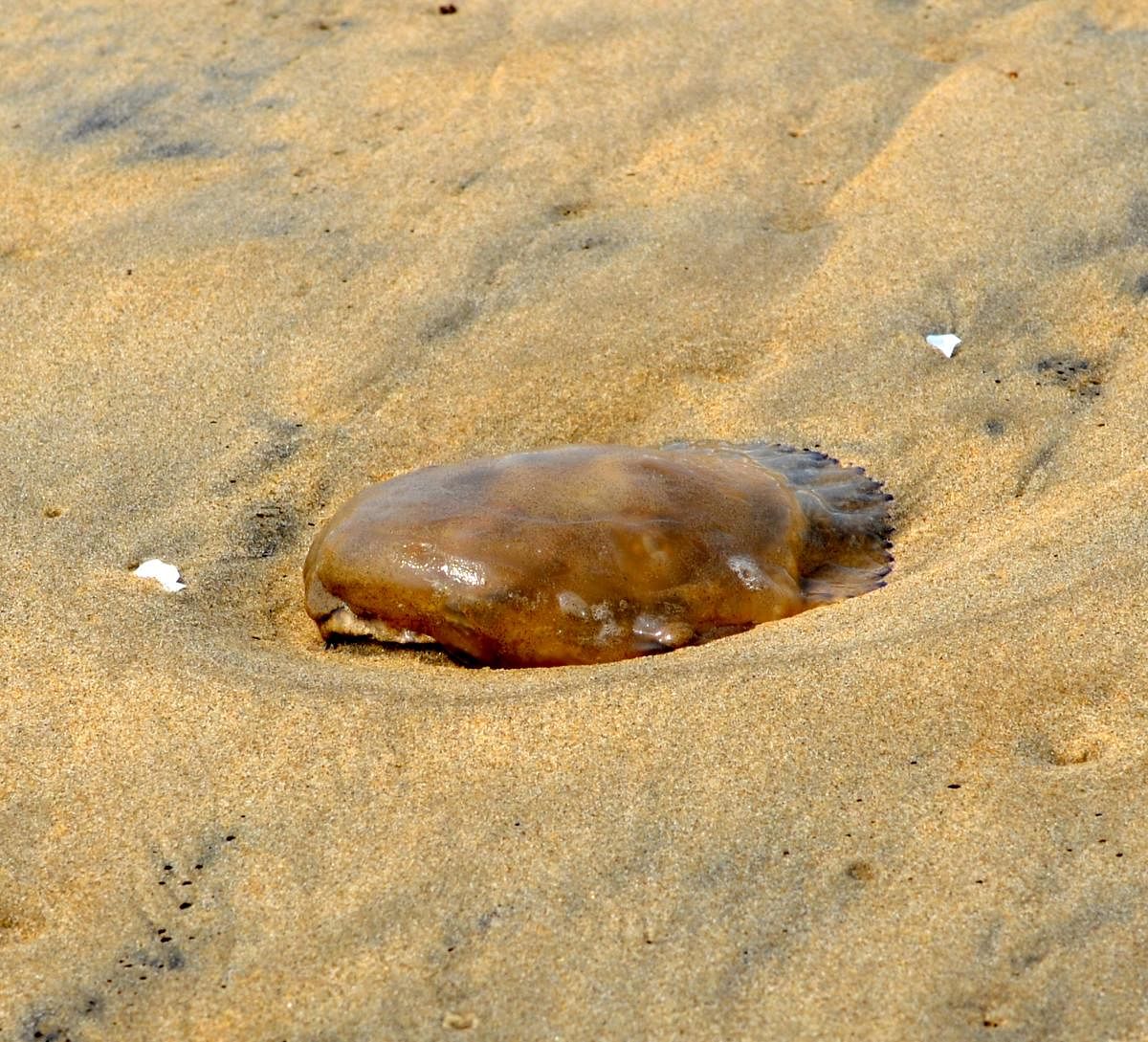 A jellyfish lies on Rabindranath Tagore beach