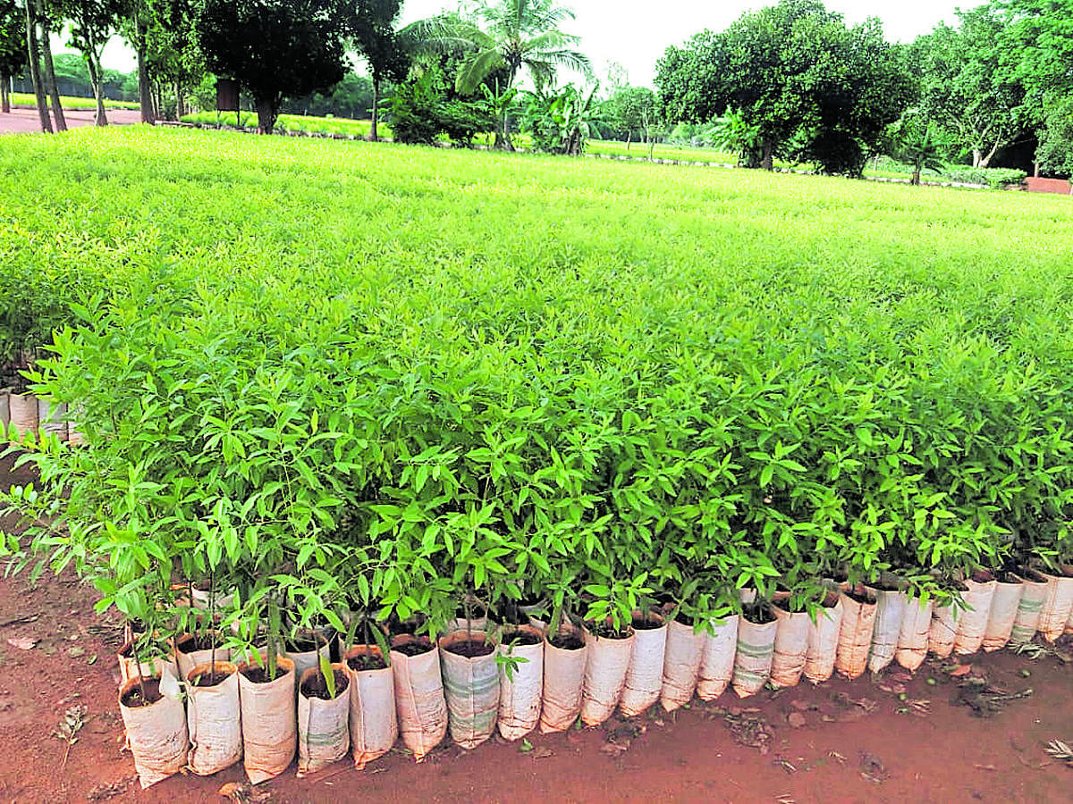 According to the Forest officials, as many as six lakh sandalwood saplings have been supplied this year, as compared to last year's two lakh.